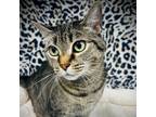 Adopt Valentine a Domestic Short Hair