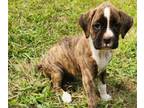 Boxer PUPPY FOR SALE ADN-819771 - Pure Breed Boxer puppies