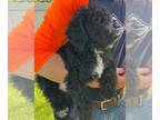 Labradoodle PUPPY FOR SALE ADN-819839 - F2bb medium Labradoodle