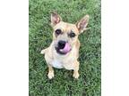 Adopt Emma a Mixed Breed