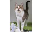 Adopt Mercury a Domestic Short Hair