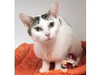 Adopt Magnolia a Domestic Short Hair