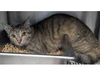 Adopt Bee Breeze a Domestic Short Hair