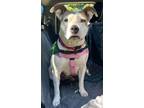 Adopt Carolina a Pit Bull Terrier