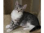 Adopt Ginny a Domestic Short Hair