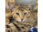 Adopt Caramel Frappe a Domestic Short Hair