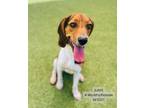 Adopt Junie a Treeing Walker Coonhound