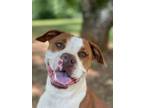 Adopt Ruby Lizman a Pit Bull Terrier