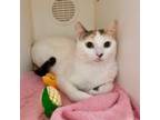 Adopt Popcorn a Domestic Short Hair