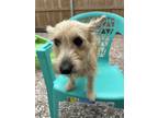 Adopt Bronze a Cairn Terrier, Mixed Breed