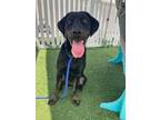 Adopt Roxanne a Labrador Retriever, Mixed Breed