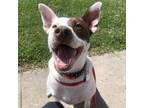 Adopt Nieve a Mixed Breed, Cattle Dog