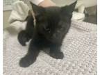 Adopt Tajin a Domestic Short Hair