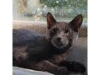 Adopt Crosette a Domestic Short Hair