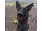 Adopt Mila a Mixed Breed, Belgian Shepherd / Malinois