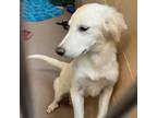 Adopt J Lo a Great Pyrenees, Golden Retriever