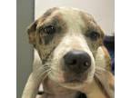 Adopt Jubilee a Mixed Breed