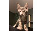 Basil, Domestic Shorthair For Adoption In San Antonio, Texas