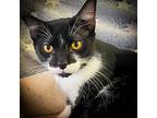 Mr. Pringles, Domestic Shorthair For Adoption In Sherman, Texas