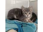 Shoes, Domestic Shorthair For Adoption In Fairlawn, Ohio