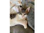 Meadow, Domestic Shorthair For Adoption In Davis, California