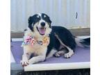 Adopt Sparkles a Border Collie, Mixed Breed