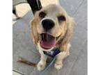 Adopt Sunny a Cocker Spaniel