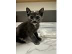 Adopt Lola a Russian Blue, Domestic Short Hair