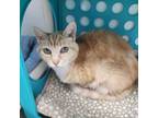 Adopt Mia a Domestic Short Hair