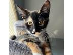 Adopt Pepsi a Domestic Short Hair