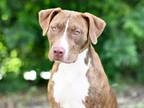 Adopt MCKENNA a Pit Bull Terrier