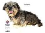 Adopt Amena a Poodle, Schnauzer