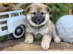 Shiba Inu Puppy for sale in Tulsa, OK, USA