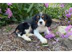 Cavalier King Charles Spaniel Puppy for sale in Canton, OH, USA