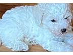 Bichon Frise Puppy for sale in Asheville, NC, USA