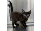 Adopt Princess a Domestic Short Hair