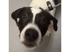 Adopt Michonne a Mixed Breed