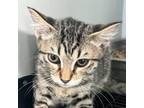 Adopt Raya a Domestic Short Hair