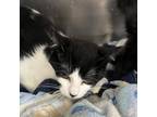 Adopt Dolores a Domestic Short Hair