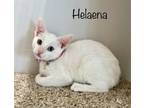 Adopt Helaena Targaryen a Domestic Short Hair