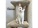 Adopt Denver a Domestic Short Hair