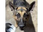 Adopt Tia CFS 240065260 a German Shepherd Dog