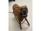 Adopt Kylie a Boxer