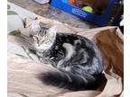 Adopt Violet a Tabby, Domestic Long Hair