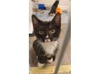 Adopt Tomatillo a Domestic Short Hair