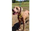 Adopt Rusty a Pit Bull Terrier, Mixed Breed