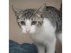 Adopt Hansel a Domestic Short Hair