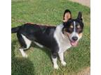 Adopt Maxwell a Border Collie, Australian Kelpie