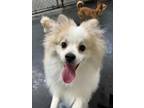 Adopt Kikko a Pomeranian