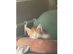 Adopt Ronald a Domestic Short Hair